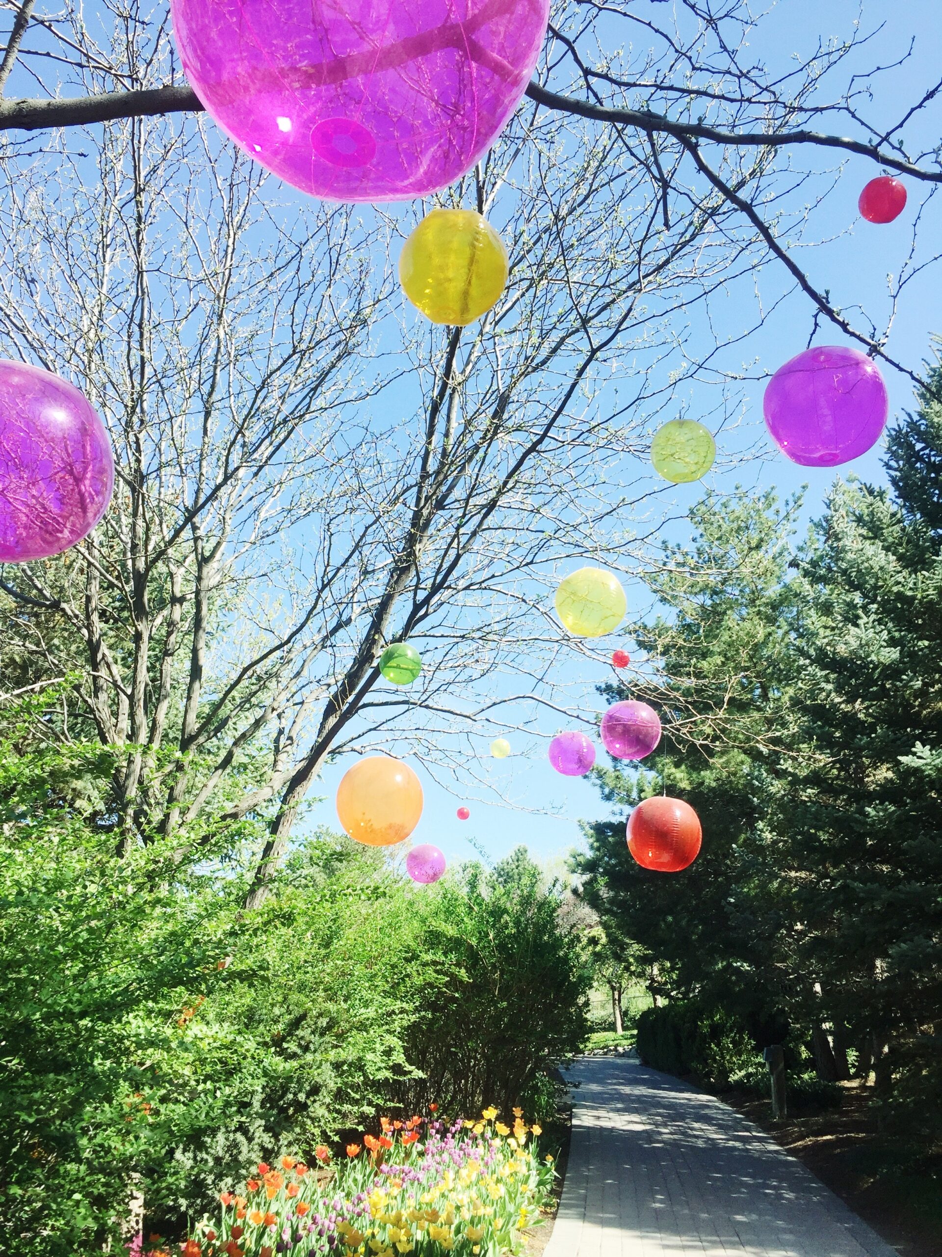 assorted-color-balloons-attached-on-tree-branches-1370700